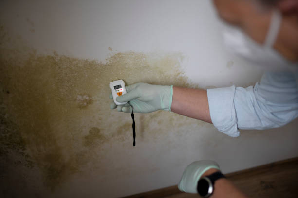 Best Mold Remediation for Specific Building Types in Rifle, CO